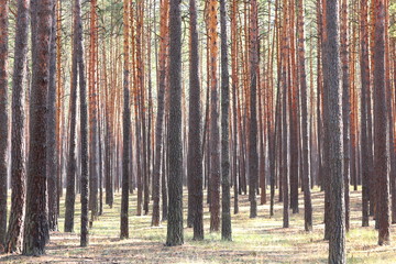 Pine forest with beautiful high pine trees against other pines with brown textured pine bark in summer in sunny weather