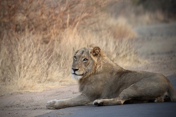 Lion in Safari