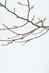 MAGNOLIA<WINTER> 冬枯れのこぶし
