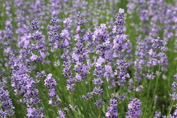 Field of Bright Fresh Lavender