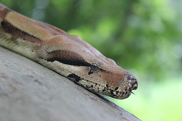 a boa constrictor from a tree saw a victim