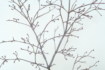 Fototapeta na wymiar Flowering Dogwood<WINTER>冬のハナミズキ