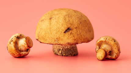 Mushrooms from the forest on a pink background