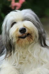 Bearded Collie zeigt Zähne