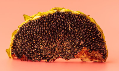 Sunflower with black seeds on a pink background