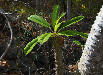 Stem succulent apocynaceae 