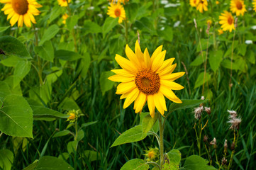 Fototapeta premium bright sunflowers on a large field on a sunny day