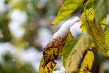 First snow on green leaves of a tree