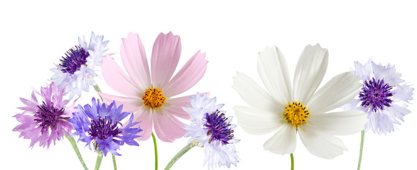 isolated image of beautiful  flowers close-up