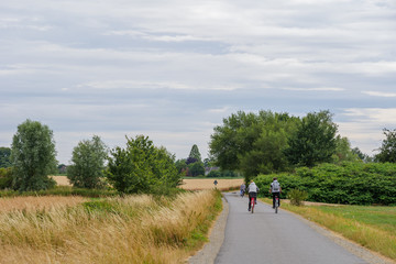 Fototapeta premium Outdoor sunny view of cyclist ride a bicycle on small road in suburb area surrounded with agricultural field with golden wheat, barley and oat field in summer season against blue sky in Germany.