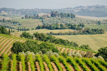 Fototapeta na wymiar Chianti region, Tuscany, Italy. Green vineyards in summertime.