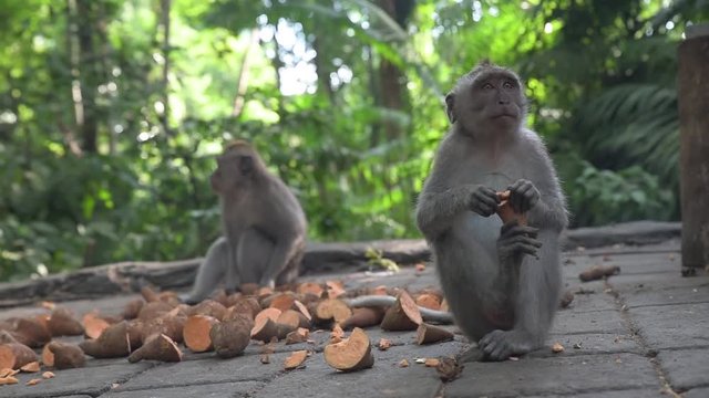 Two young long tail macaco monkeys eating sweet potatoes in the Monkey Forest, in Ubud, Bali