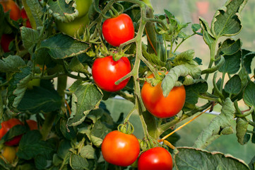 delicious and red tomatoes natural