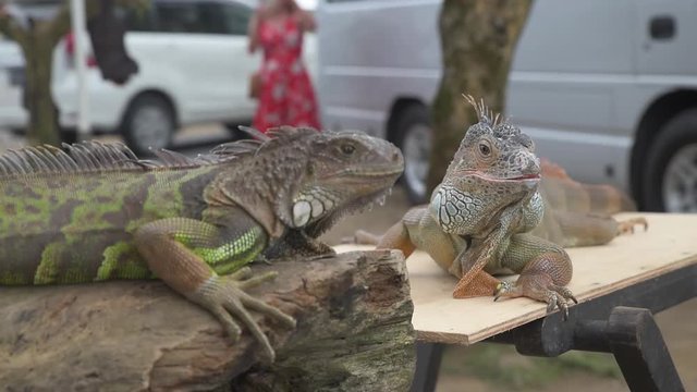 Two iguanas waiting on a table for tourists to take a picture
