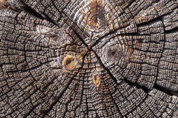 Tree rings old weathered wood texture