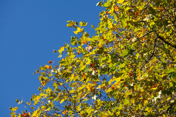 gelb verfärbte Ahornblätter an einem Baum