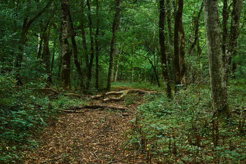 Path leading through the green forest