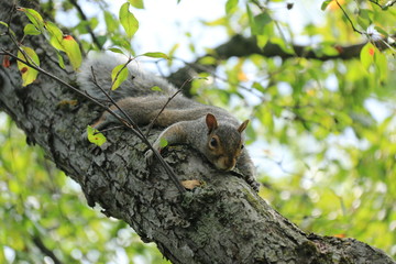 scoiattolo