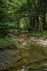 Small stream in green forest