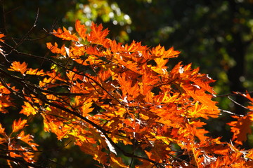 rot verfärbte Ahornblätter an einem Baum