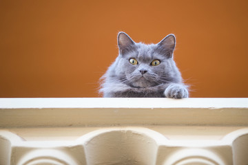 cat looking over a railing