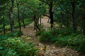 Rocky path through the forest. Mountain trail.