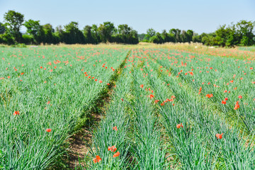 Landwirtschaft Feld Wiese mit Mohn im Sommer