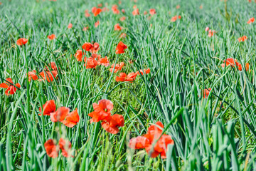 Landwirtschaft Feld Wiese mit Mohn im Sommer
