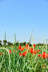 Landwirtschaft Feld Wiese mit Mohn im Sommer