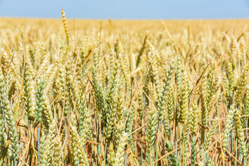 Weizenfeld in der Erntezeit unter blauen Himmel