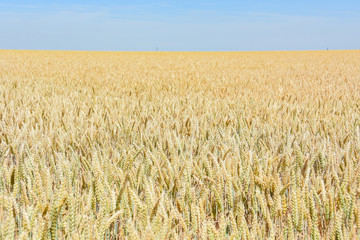 Weizenfeld in der Erntezeit unter blauen Himmel