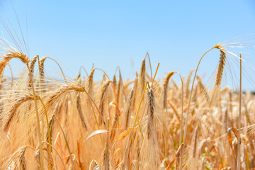 Weizenfeld in der Erntezeit unter blauen Himmel