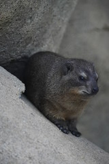 ケープハイラックス