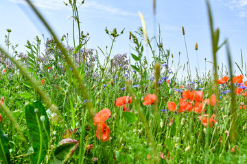 Landwirtschaft Feld Wiese mit Mohn im Sommer
