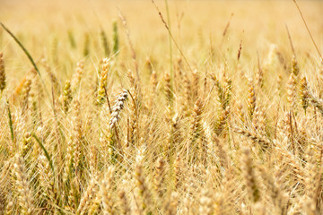 Weizenfeld in der Erntezeit unter blauen Himmel