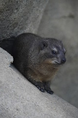 ケープハイラックス