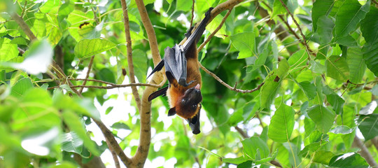 A flying fox hangs upside down in a tree and shows its tongue.