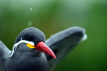 鳥