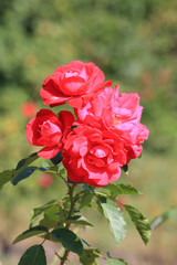 beautiful flowers in the summer park