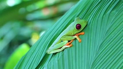 frog on leaf
