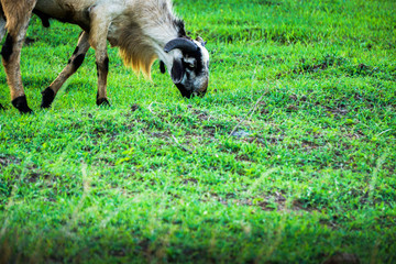 Obraz premium goat grazing 