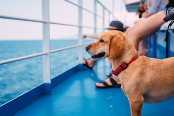Dog traveling on the ferry - obrazy, fototapety, plakaty
