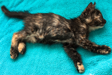 Graceful tricolor kitten on a blue background. Symbol of good luck and prosperity at home.