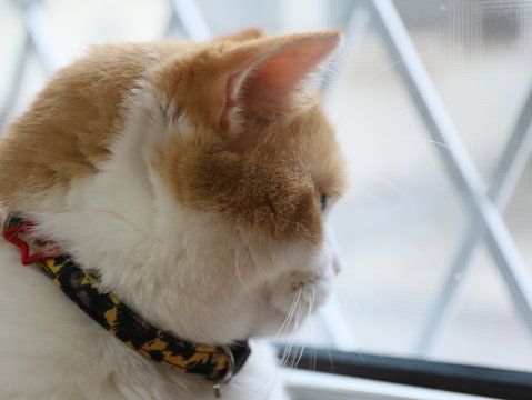 外を見る猫