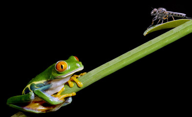 Frog and dragonfly on a black background