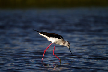 Black-winged stilt from Nin, Croatia