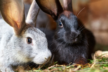 Gray and black bunny rabbits eating grass, closeup