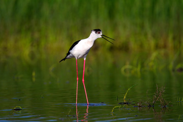 Black-winged stilt from Nin, Croatia