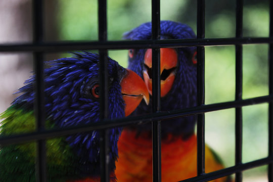 Un couple d'oiseaux color&eacute;s prisonniers derri&egrave;re un grillage