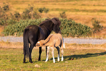 iceland foal is drinking by mother